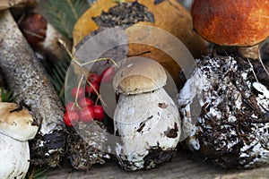 background of mushrooms