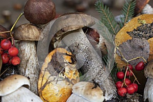 background of mushrooms