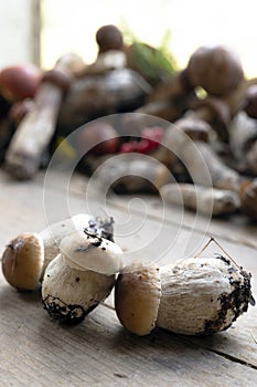 background of mushrooms