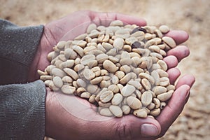 Background natural dried beans, coffee bean. Coffee in hand