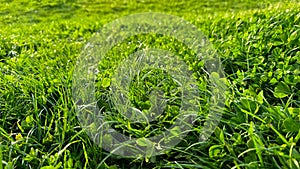 Background natural fresh green grass and clover leaves close up. Luminous dewy lawn, spring freshness, nature detail