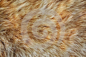 Background from natural fur of my domestic cat of red color.