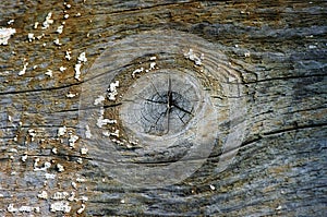 Background with natural timber structure