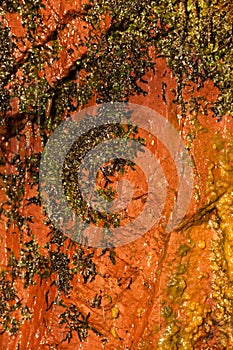 Background natural wet orange stone wall texture