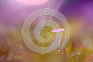 Background nature, background bokeh, grass