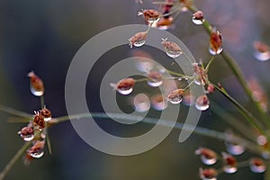 Background nature, background bokeh, grass