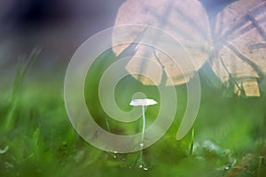 Background nature, background bokeh, grass