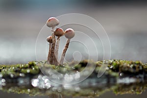 Background nature, background bokeh, grass
