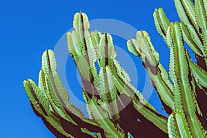 Background nature. Cactus Cereus peruvianus. Blue sky background