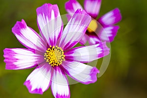Background nature colorful purple cosmos flowers in garden photograph postcard style