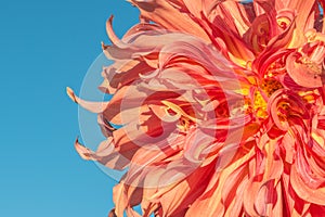 Background nature Flower dahlia Orange,pink flowers