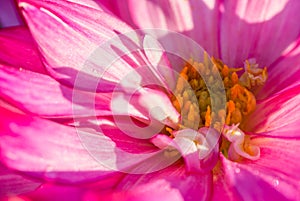 Background nature Flower dahlia Orange,pink flowers