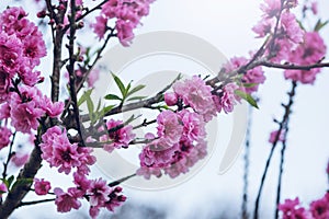 Background nature Flower Valentine. background pink cherry blossom at beautiful on spring at Chiang Mai in Thailand. Prunus