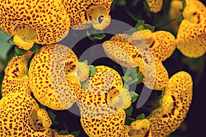 Background nature Flower. Yellow flowers, orange polka dots