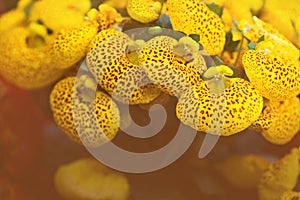 Background nature Flower. Yellow flowers, orange polka dots