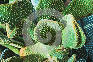 Background nature. Natural background Cactus Garden Many species.Opuntia microdasys