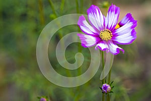 Background nature texture colorful pink cosmos flowers in garden photograph postcard style