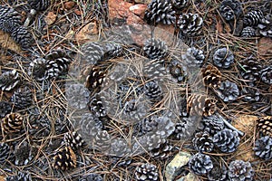 Background with needles and cones