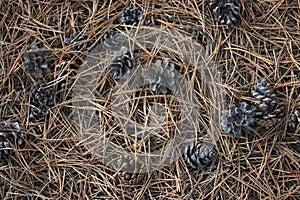 Background with needles and cones