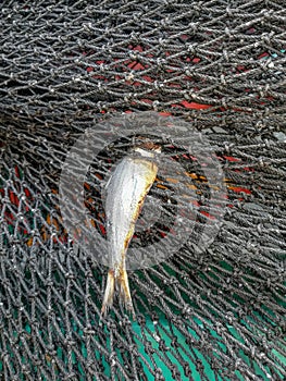 background of the net with fish, bycatch