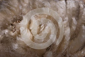 Background of New Zealand merino wool