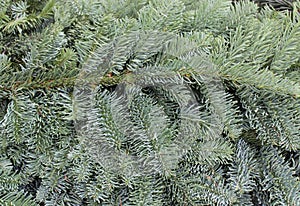 A background with noble fir