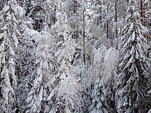 Background of a number snow-covered fir trees of winter forest in frosty mist