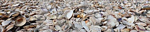 background with seashells of various sizes and types
