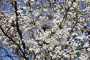 Background - numerous white flowers of blossoming plum against blue sky in March