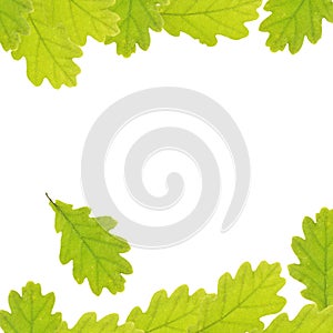 Background with oak leaves