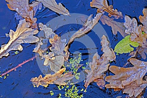 Background. Oak leaves and duckweed under the ice