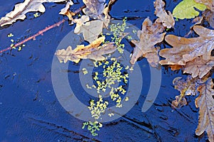 Background. Oak leaves and duckweed under the ice.