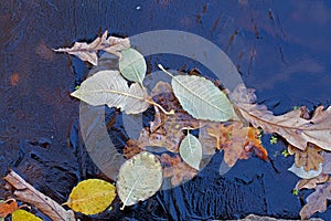 Background. Oak leaves and duckweed under the ice.