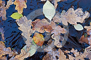 Background. Oak leaves and duckweed under the ice.