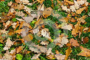 Background from oaken leaf