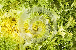 Background ol leaves of salad Cichorium endivia, close up.