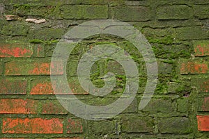 Background of old brick wall covered with moss