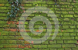 Background of old brick wall covered with moss