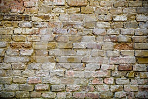 The background is an old brick wall. The wall is made of red ceramic bricks