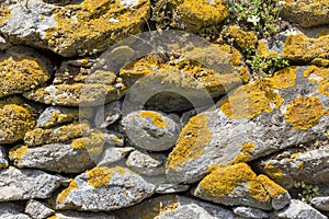 The background old gray stony wall with yellow moss