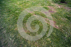 The background of a old lawn with bald spots