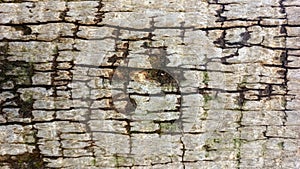 background old piece of wood from a tree trunk