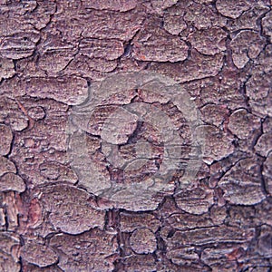Background of the old pine bark, closeup. Texture of cracked tree bark