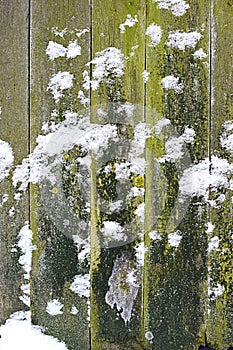 Background, old snow-covered boards covered with moss.