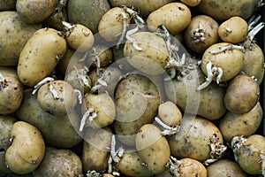 Background Of Old Sprouted Potatoes