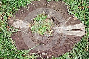 Background of old stump tree with sprouted green grass in the center, top view