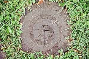 Background of old tree stump in green grass, top view