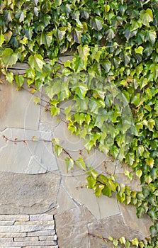 Background of old wall with ivy bushes