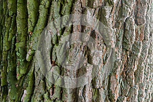 Background of the old willow trunk closeup in selective focus