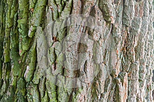 Background of the old willow trunk closeup in selective focus